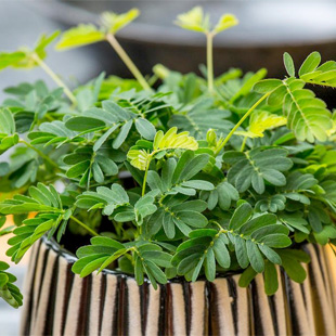 Mimosa pudica