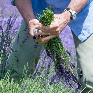 Lavendel schneiden