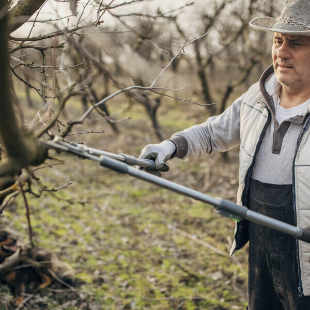 Bitte schneiden Sie diese 3 Gehölze nicht im Herbst!