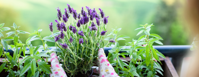 Lavendel im Topf: Die optimale Pflege