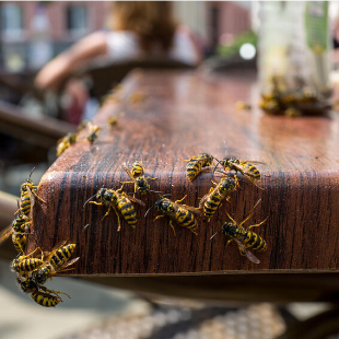 Wespenfalle bauen: Effektiver Schutz im Garten