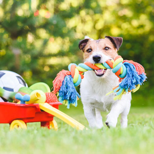 Hundespiele für zuhause