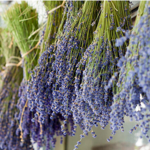 Lavendel trocknen