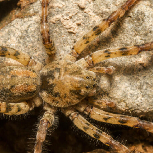 Die Nosferatu-Spinne: So gefährlich ist sie!