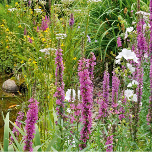 Bienenweide: Tipps und passende Blumen für den Garten