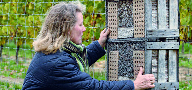 Insektenhotel selber bauen