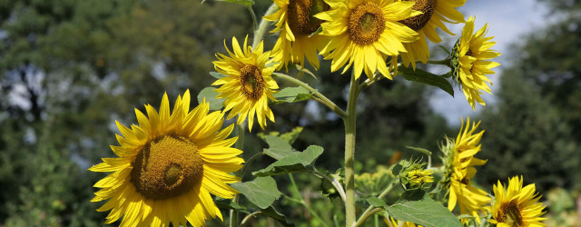 Sonnenblumen für den Garten