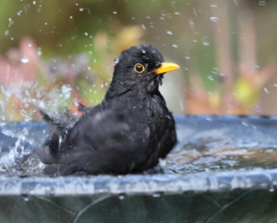 Vogeltränke aufstellen: Achten Sie auf diese 3 Dinge!