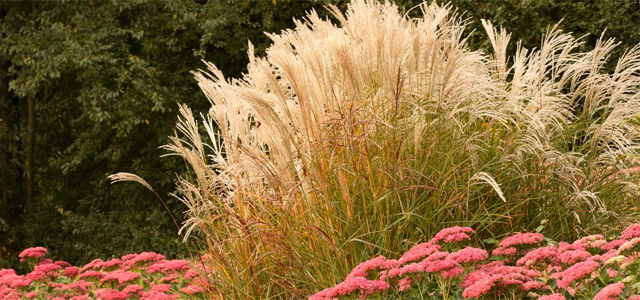 Ziergräser, die im Herbst Ihren Garten verschönern