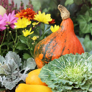 Herbstpflanzen für Terrasse und Balkon