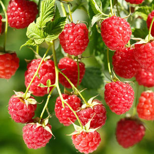 Himbeeren