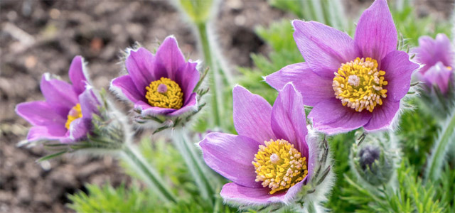 Gartenarbeiten im April