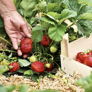 5 häufige Fehler bei der Pflege von Erdbeeren