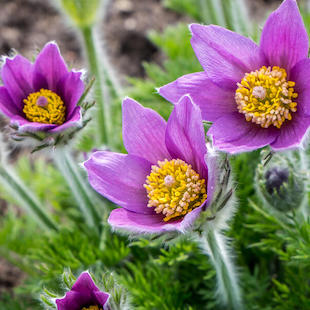 Garten im April: Das ist jetzt zu tun