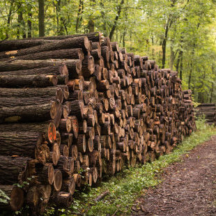 Steht das Heizen mit Holz vor dem Aus?