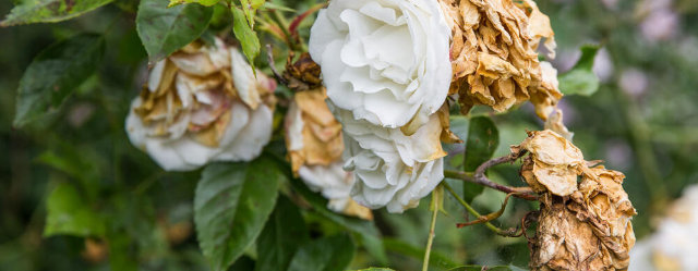 Verblühte Rosen