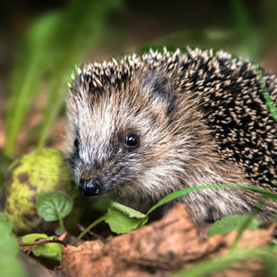 Igel füttern: 3 tödliche Fehler