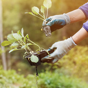 Die wichtigsten Gartentipps für den Mai