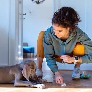 Vorsicht! Diese Pflanzen sind für Ihren Hund giftig