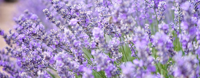 Lavendel: Urlaubsflair im Garten