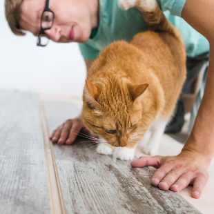 Laminatboden: Vorteile, Nachteile und Qualitätskriterien