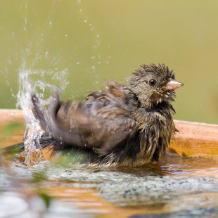 Vogeltränke aufstellen: Darauf sollten Sie achten