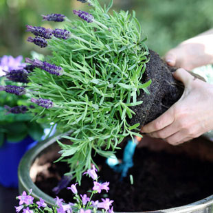 3 typische Fehler beim Pflanzen von Lavendel