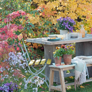 Die schönsten Herbstblüher für den Garten