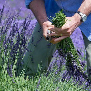 Lavendel schneiden: Timing und Tipps