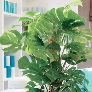 Zimmerpflanze Monstera