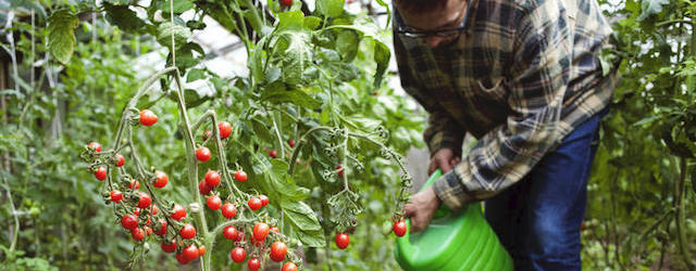 Tomaten aussäen und pflanzen: So geht's