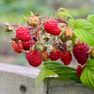 Gartenarbeit im Herbst: 3 wichtige To-dos