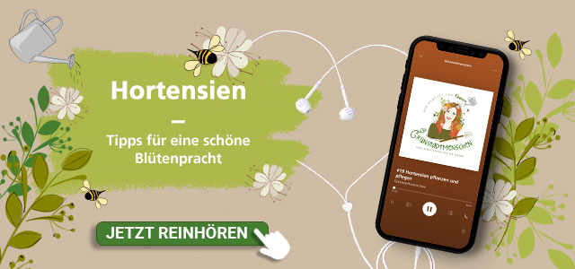 Mein schöner Garten Podcast Folge Hortensien