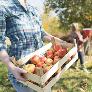 Die besten Tipps für die Apfel-Ernte