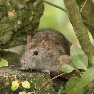 Ratten im Garten? So werden Sie sie los!