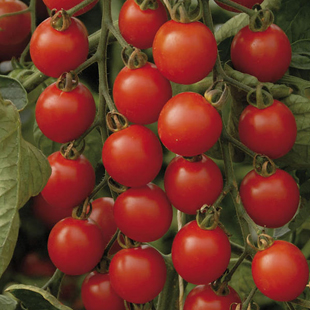 Tipps für eine reiche Tomatenernte