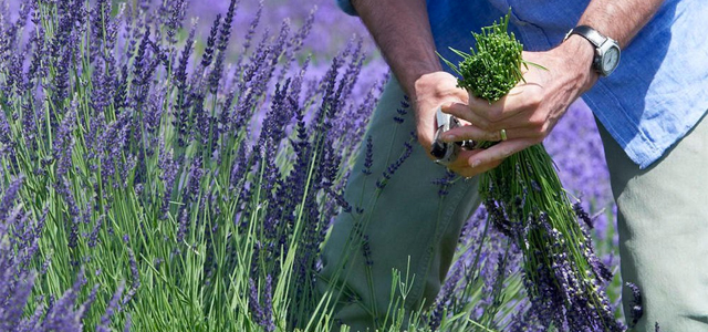 Lavendel schneiden