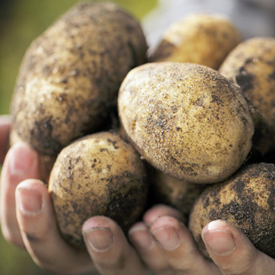 Für Vitamine, gegen giftige grüne Stellen: Die besten Tipps zum Lagern von Kartoffeln