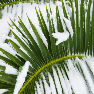 Palmen überwintern: So bringen Sie die Pflanzen gut durch den Winter