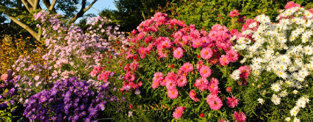 Astern: Alles, was Sie über die Herbstblumen wissen sollten