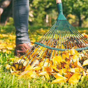 Laub entsorgen? So recyceln Sie es im Garten