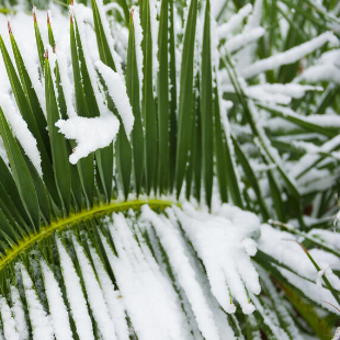 Palmen überwintern: So bringen Sie die Pflanzen gut durch den Winter