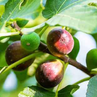 Feigenbaum pflanzen: Vermeiden Sie diese 3 Fehler