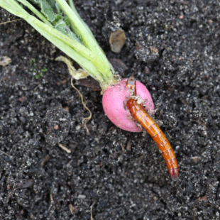 Drahtwürmer bekämpfen: Methoden für einen schädlingsfreien Garten