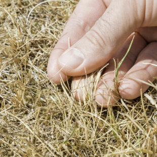 So passen Sie Ihren Garten an den Klimawandel an