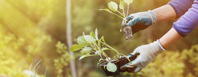 Gartenarbeit im Mai: Das ist jetzt zu tun