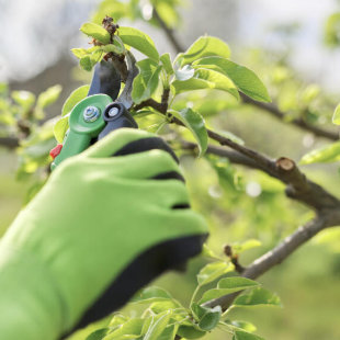 Gartenarbeit: Haben Sie diese To-Do‘s schon erledigt?