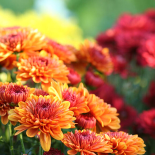 So haben Sie lange was von Ihren Chrysanthemen