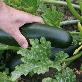 Tricks für eine reiche Zucchini-Ernte