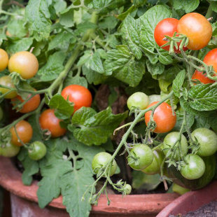 Tomaten im Topf: Die 3 häufigsten Anbaufehler